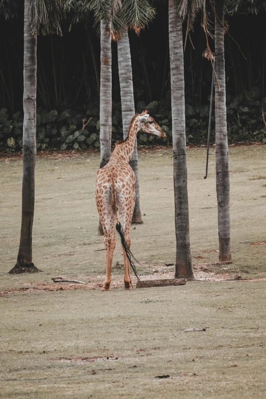 a giraffe standing by some trees on a field