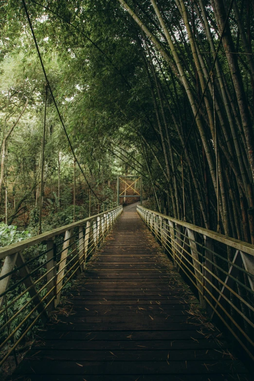 a pathway surrounded by trees in the woods