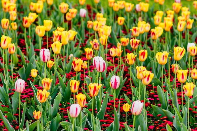 many colorful flowers in the middle of a field