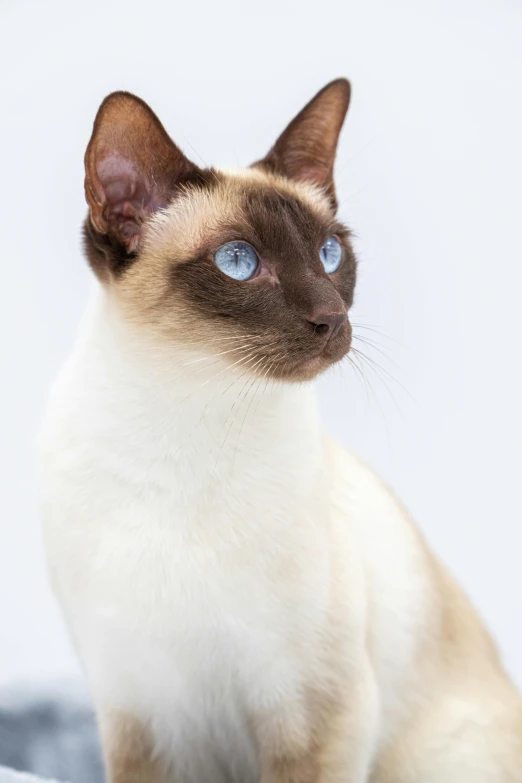 siamese cat with blue eyes sitting down