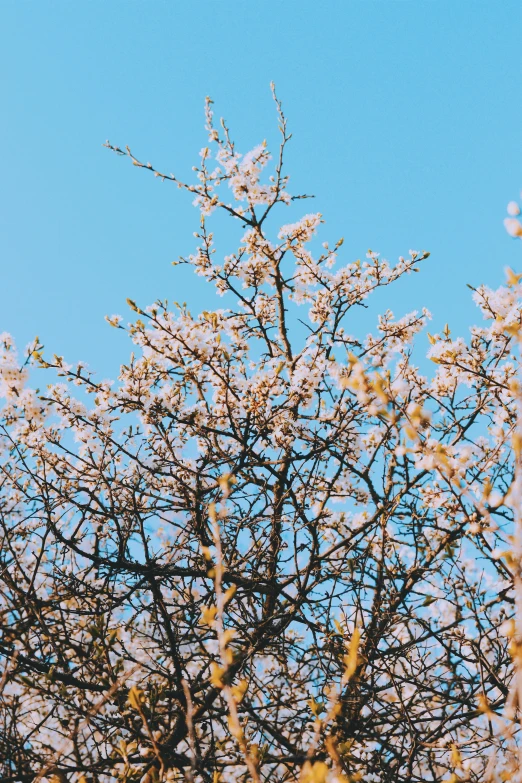 tree nches with no leaves are shown against the blue sky