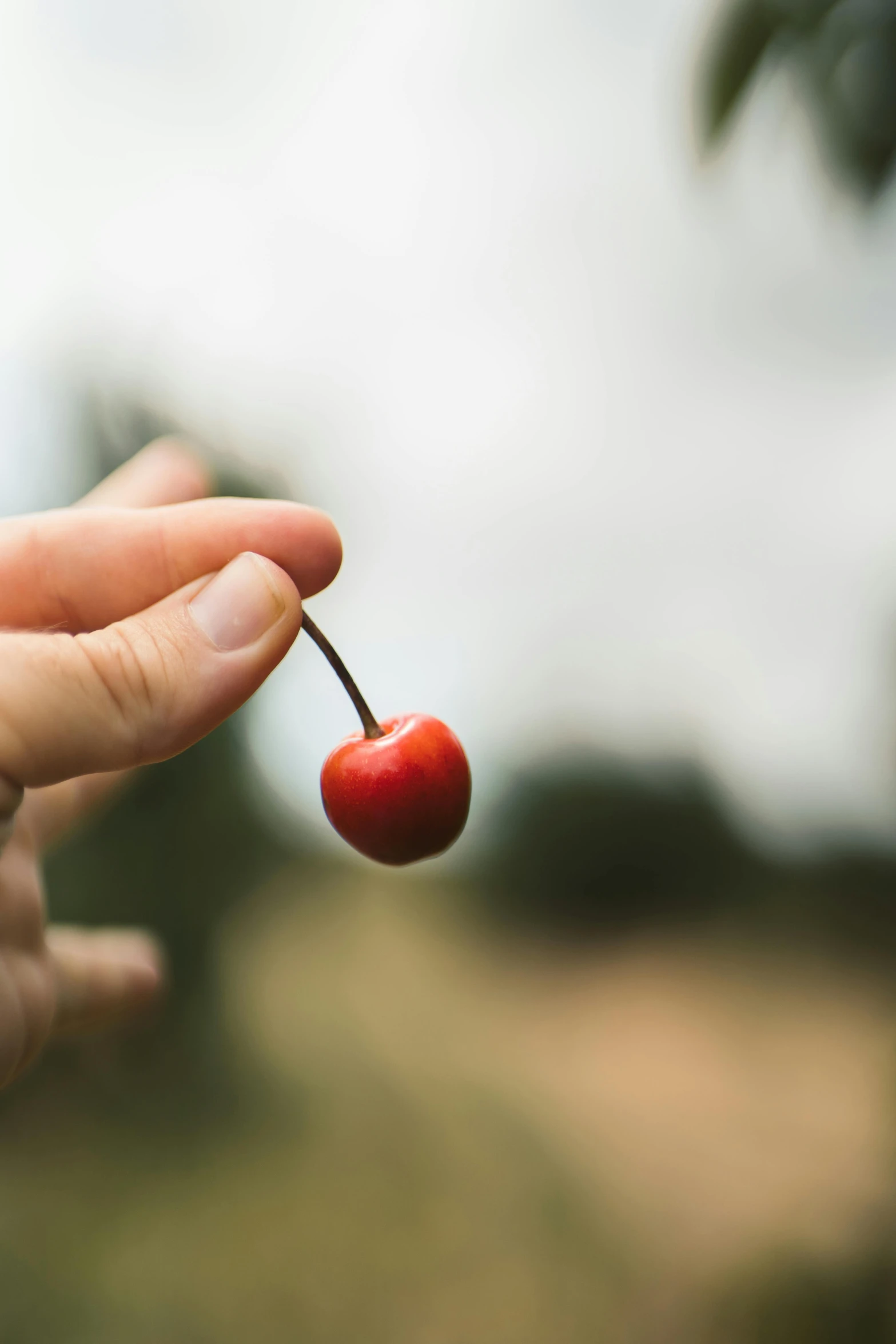 a person holding onto a single berry with its stems