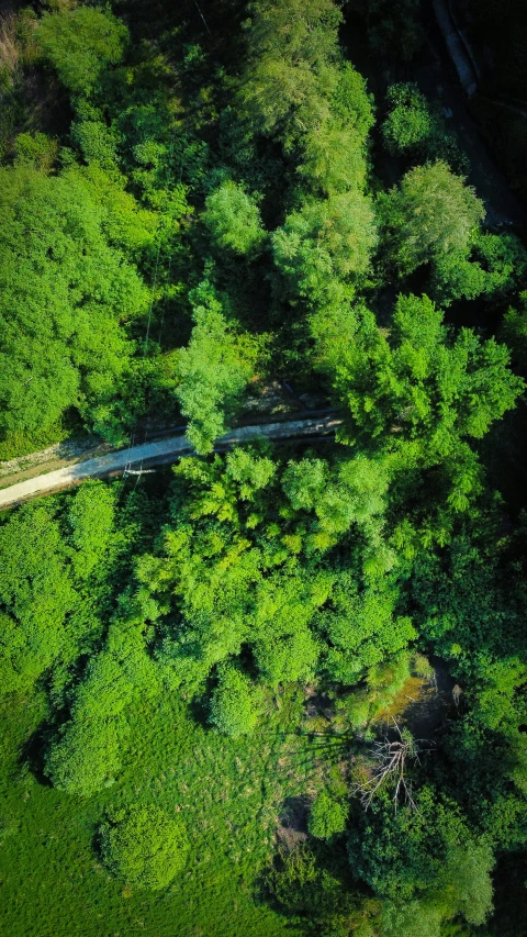 an aerial view of the woods and a road