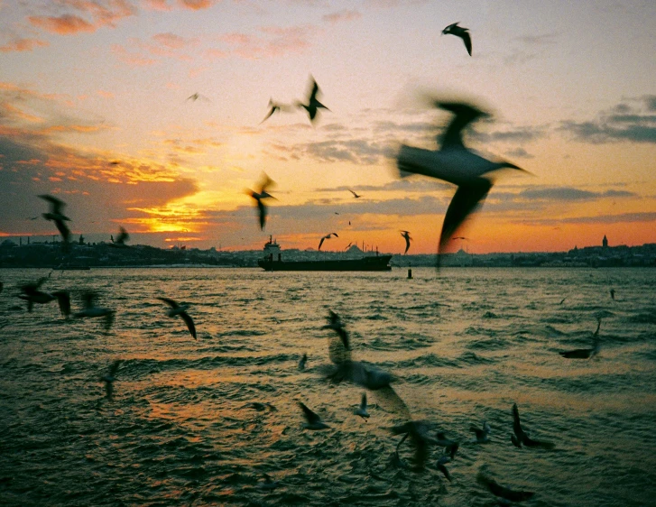 a bunch of birds flying around a body of water