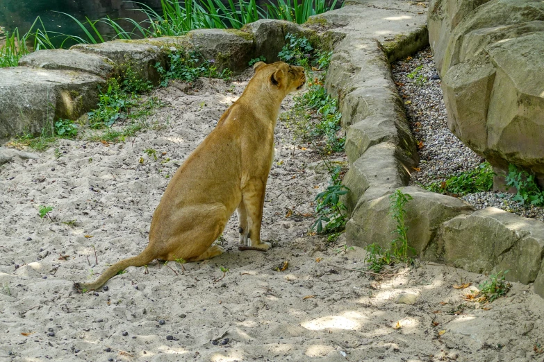 a brown dog stands on his hind legs looking out over the edge