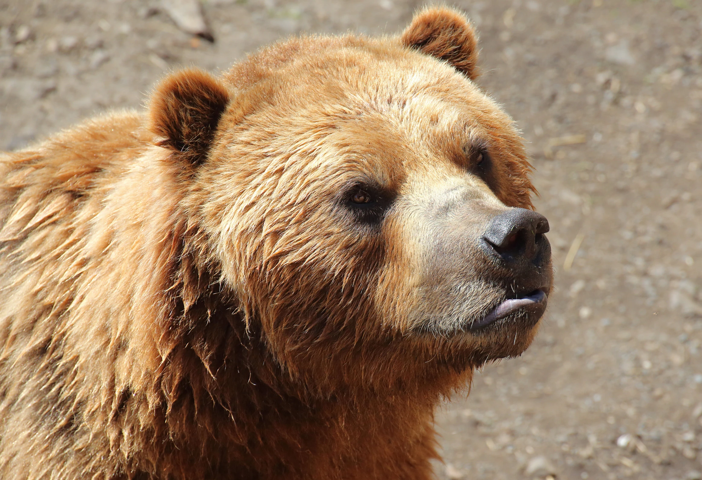 the grizzly bear is standing on dirt and rocks