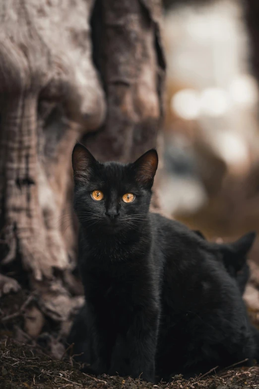 a black cat standing on the ground next to a tree