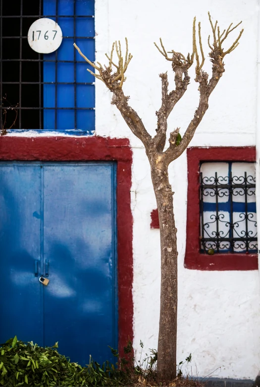 a small tree sitting near the wall of a building