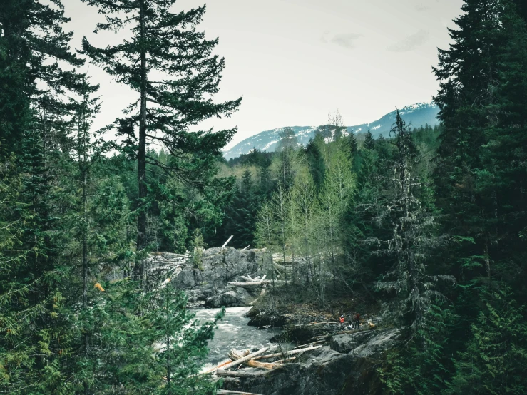 a small river that is running through the woods