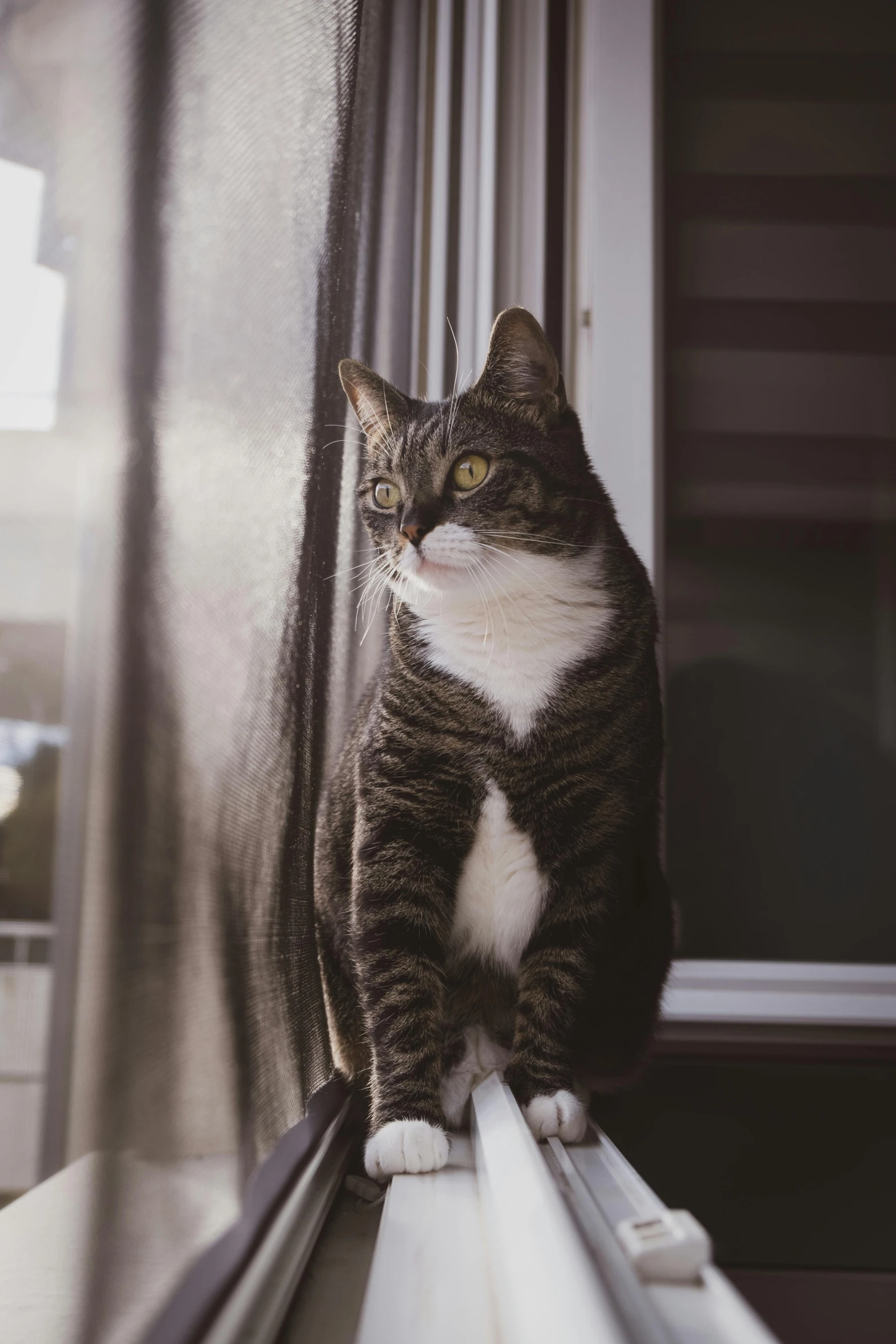 a close up of a cat on the windowsill