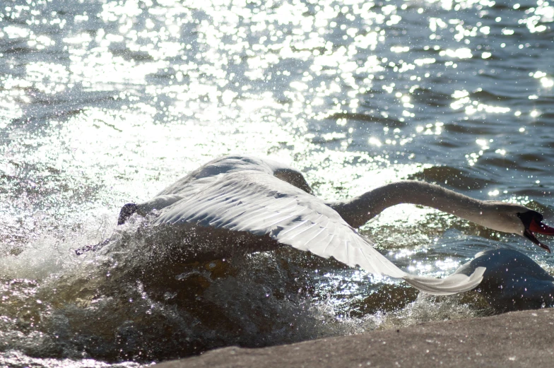 an image of a duck coming in from the water