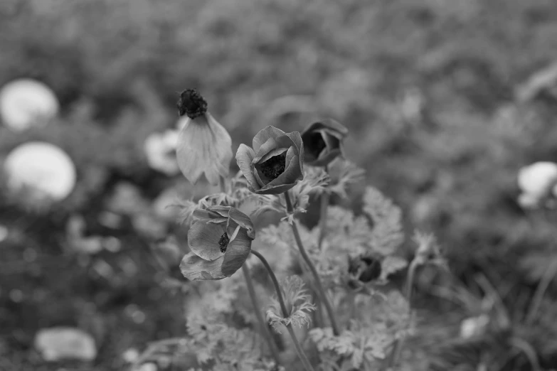 a black and white po of some pretty flowers