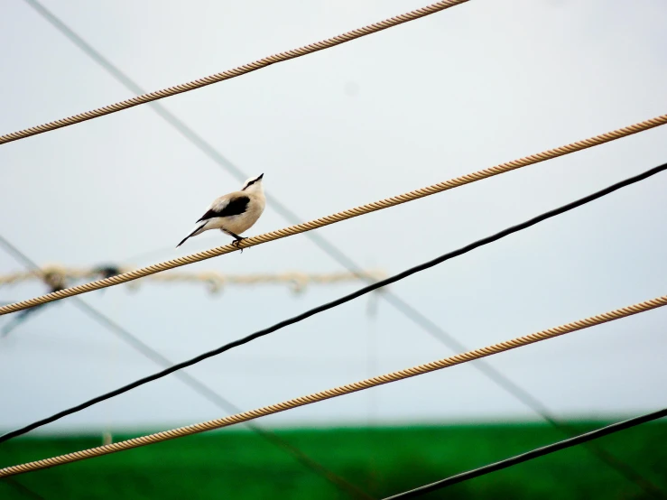 a bird sitting on top of a wire with power lines above