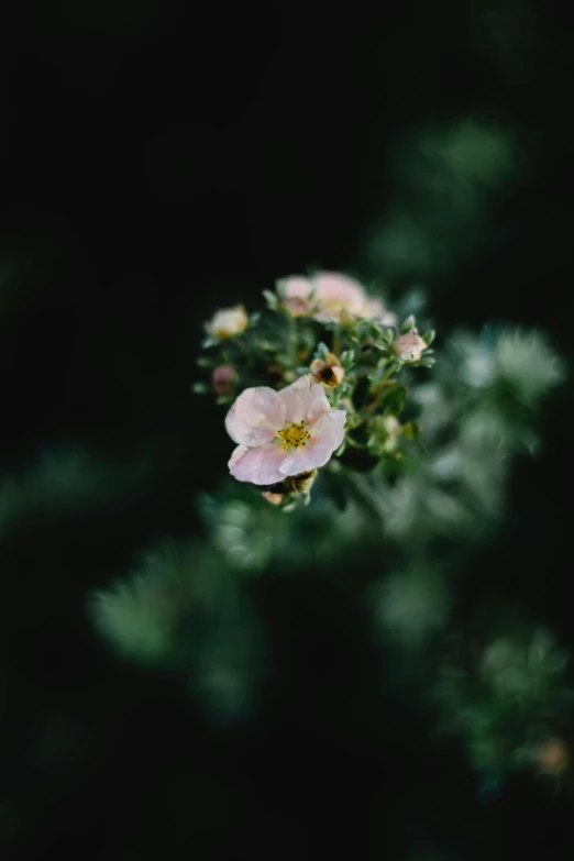 some small pink flowers with a blurry background