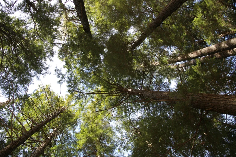 looking up through tall pine trees on a sunny day