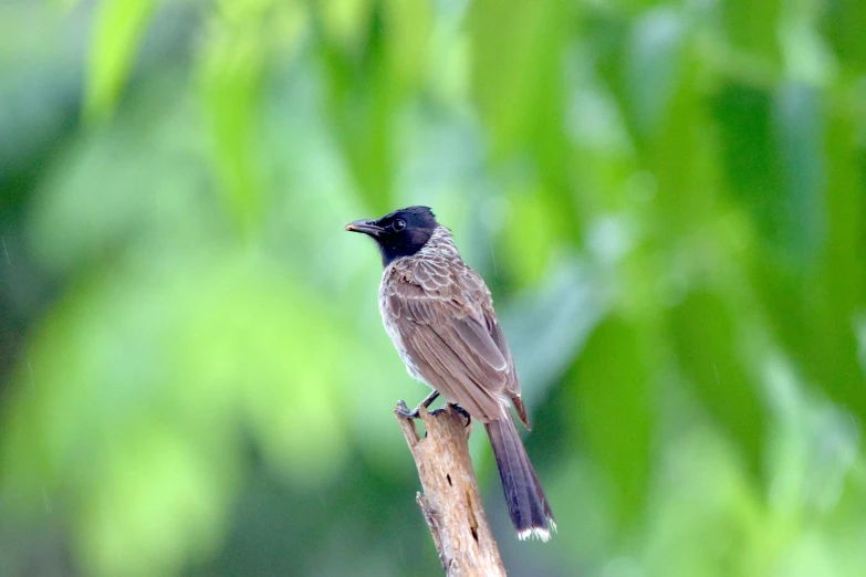 a small bird is perched on a tree nch