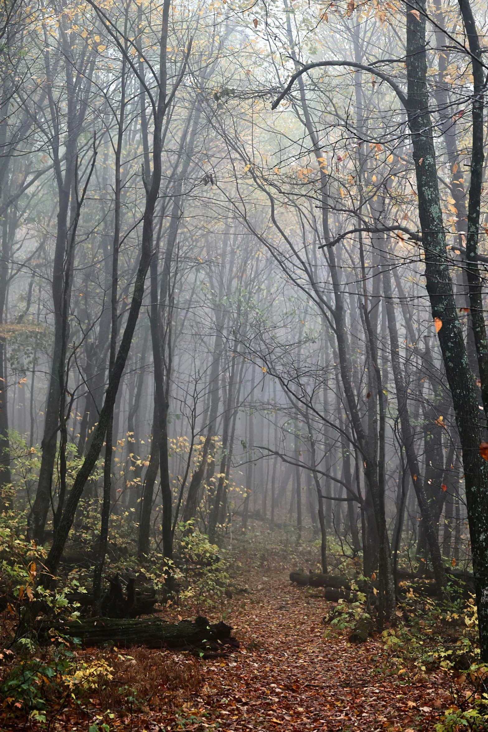 a trail that is in the middle of a foggy forest