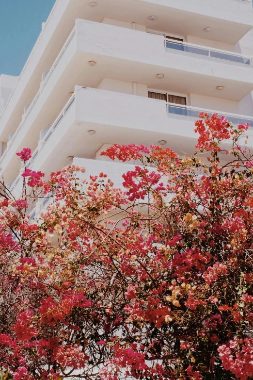 bright pink flowers and green trees near the facade of an apartment building