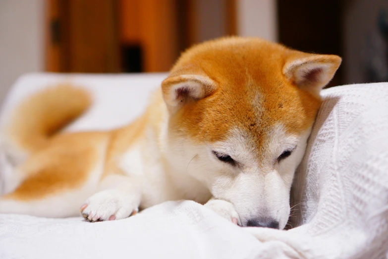 a dog that is laying down on some cloth