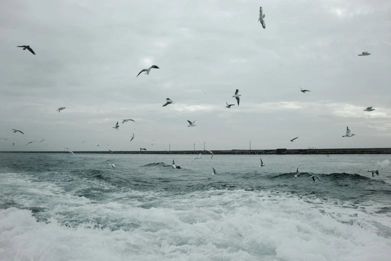 a flock of seagulls is flying over the water