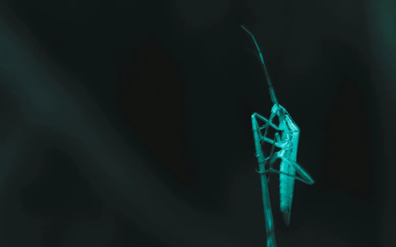 a po taken of a praying mantissa