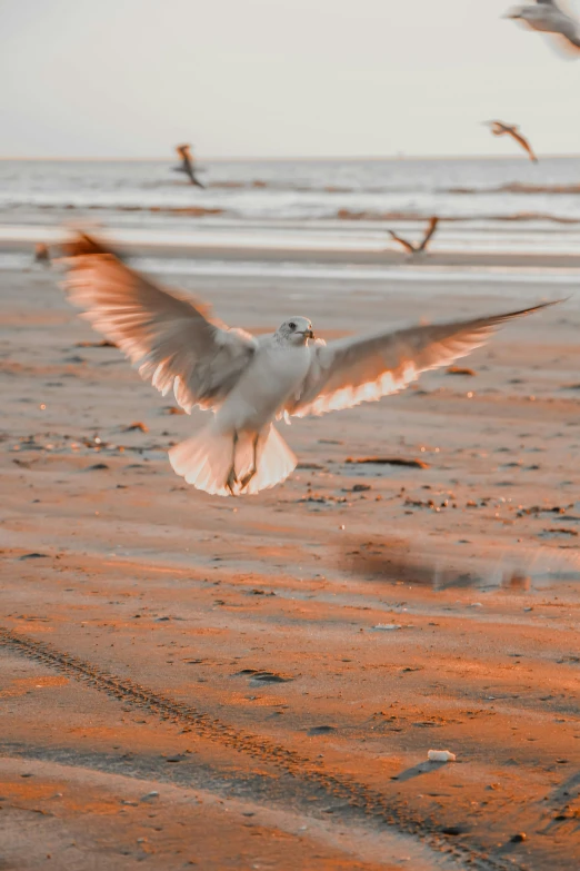 a bird is flying high into the sky on the beach