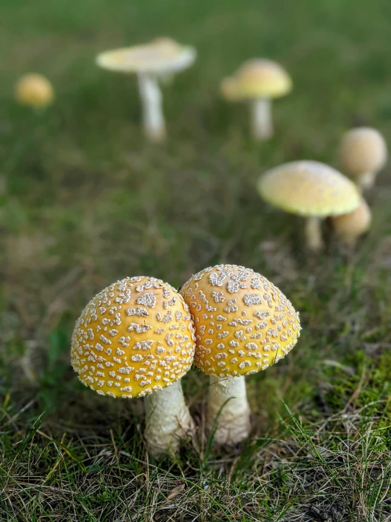 a field with three yellow mushrooms sitting on top of it