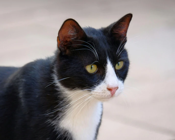 a black and white cat looking off into the distance