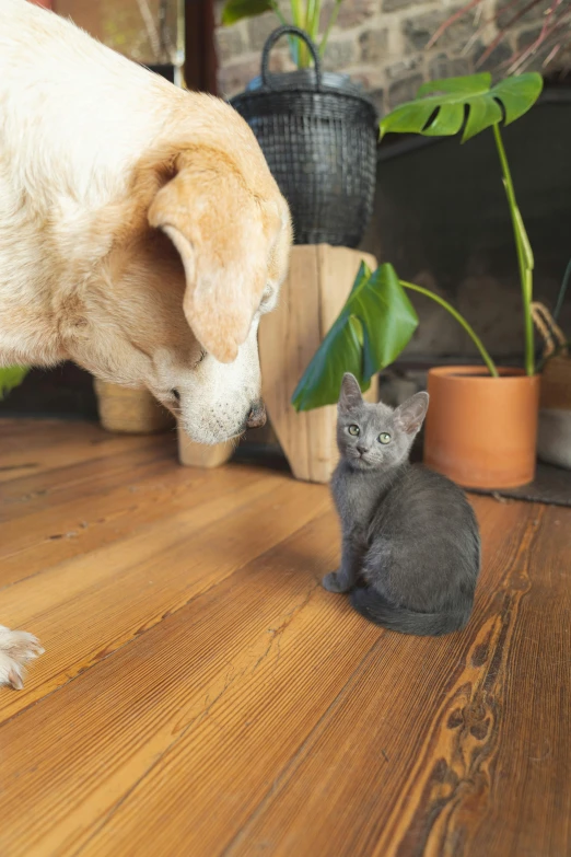 a dog and cat are in front of a houseplant