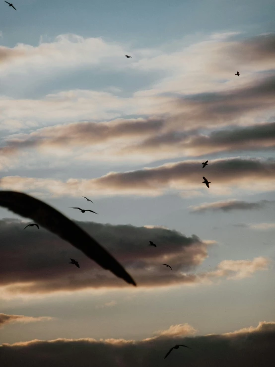 a flock of birds flying in the sky at sunset