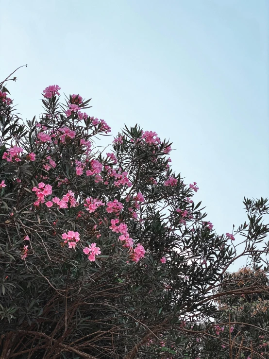the top part of a tree with pink flowers in it