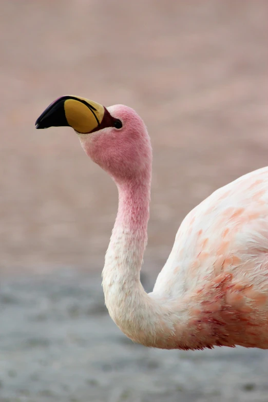 a flamingo looking away while standing in the sand