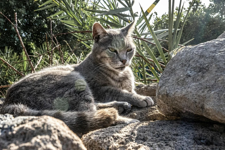 a small cat sitting in the shade on some rocks