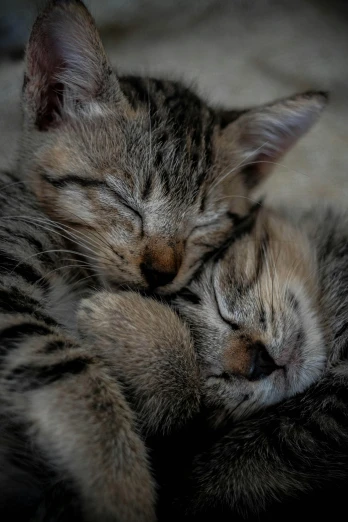a small kitten sleeping on top of another cat