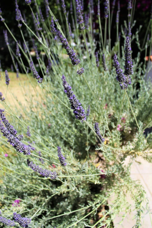 some very pretty flowers by some bushes