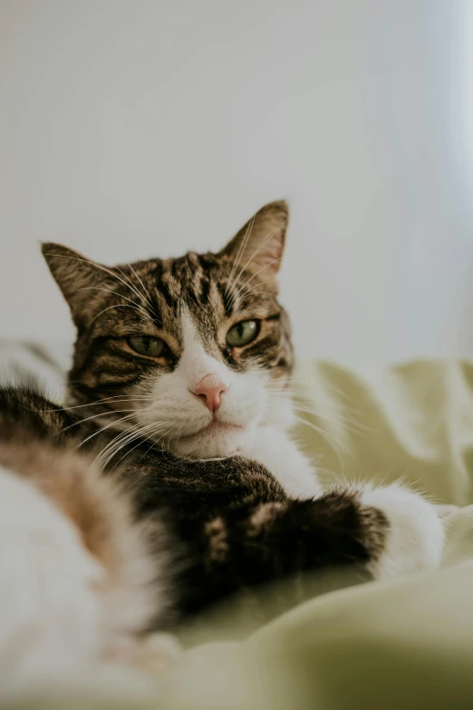 a cat laying on the ground next to a white wall