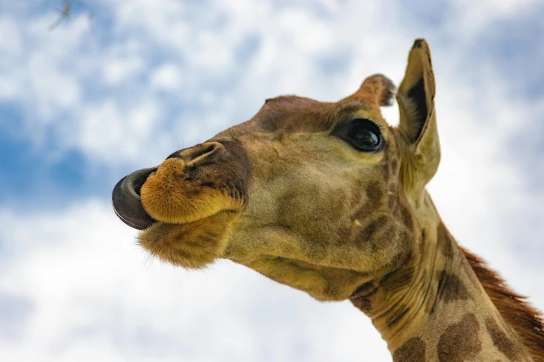 a close up view of a giraffe looking to its left