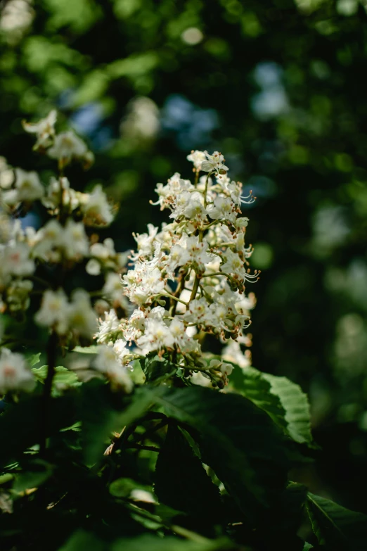 a close up s of white flowers