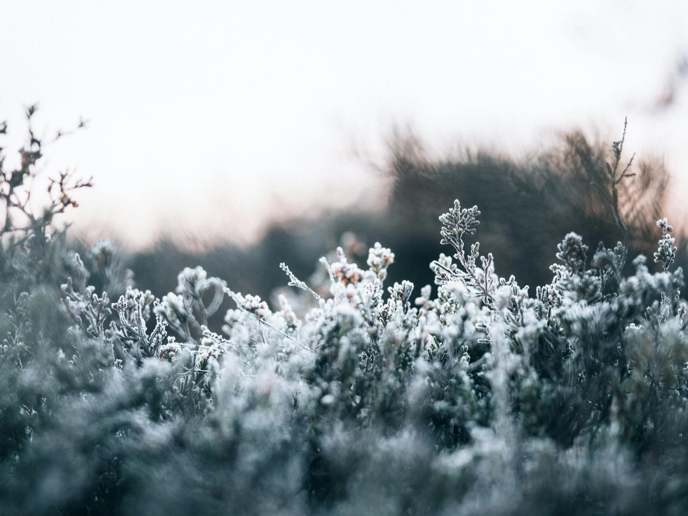 snow is seen on the nches and bushes