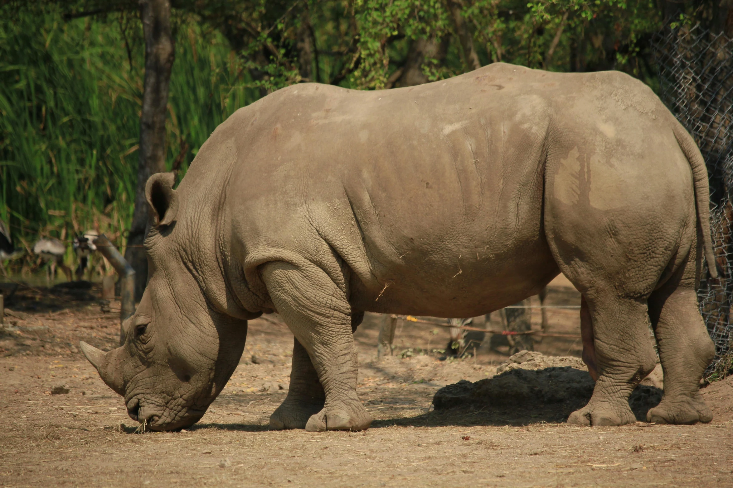 a rhino eating some food out on the dirt