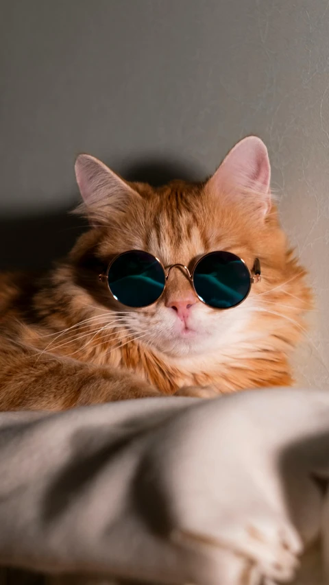 a fluffy orange cat with sunglasses looks like he is going to work