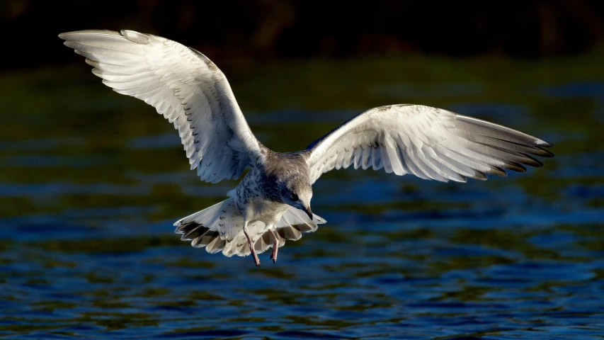 a white bird with wings spread over some blue water