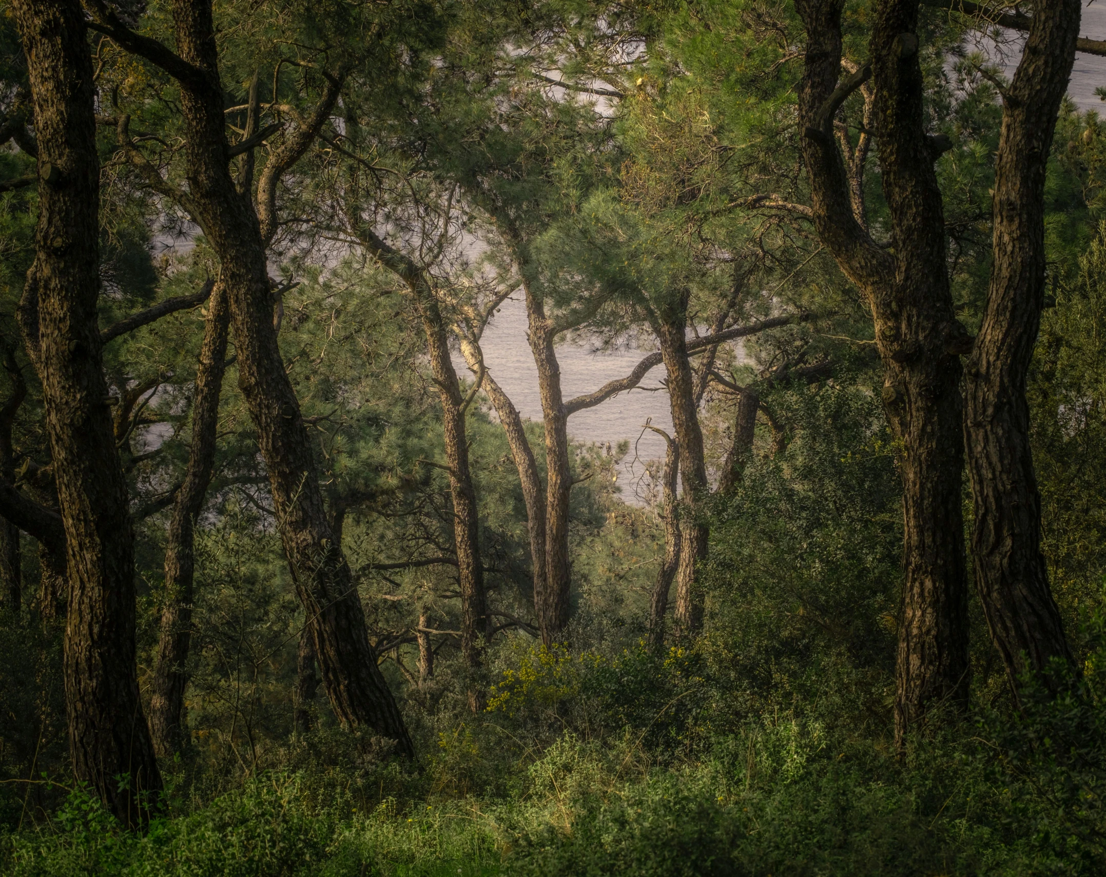 a painting of a man in a forest