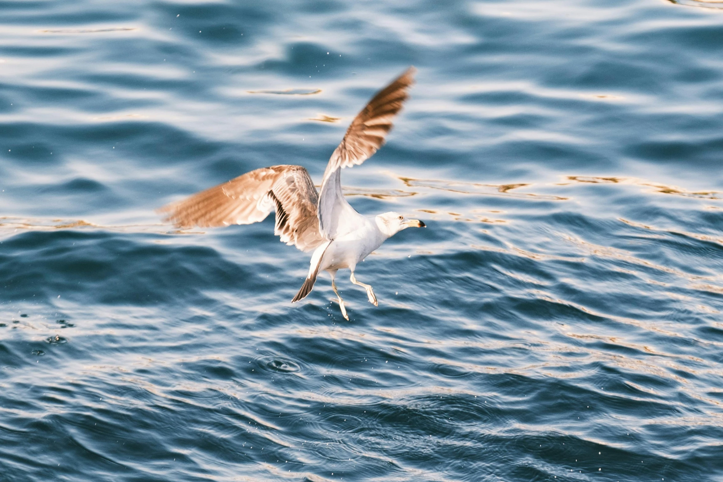 a seagull with a black and white beak landing on the water