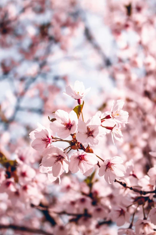 a tree that has many pink flowers on it