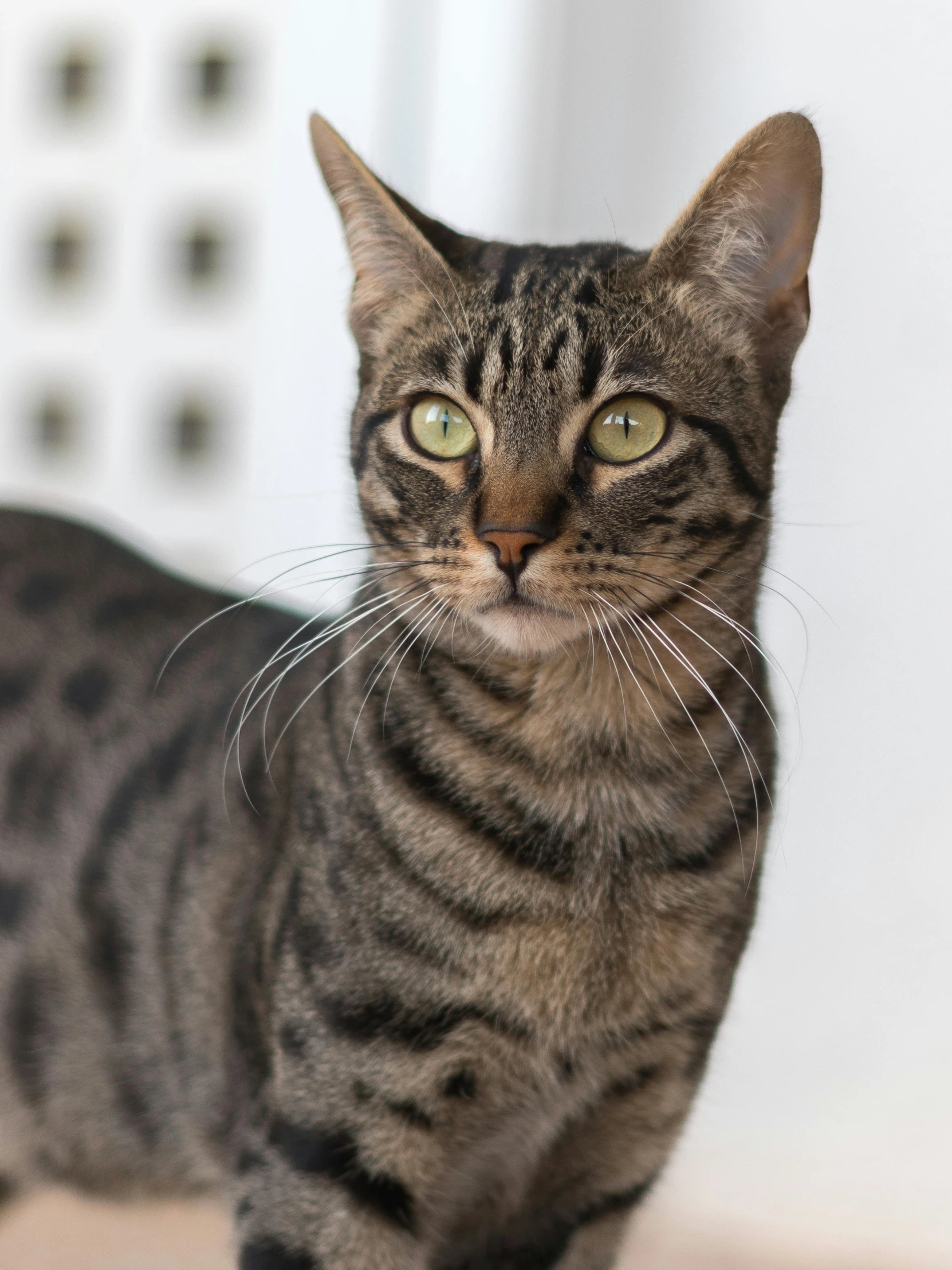 a close up of a cat standing on a floor