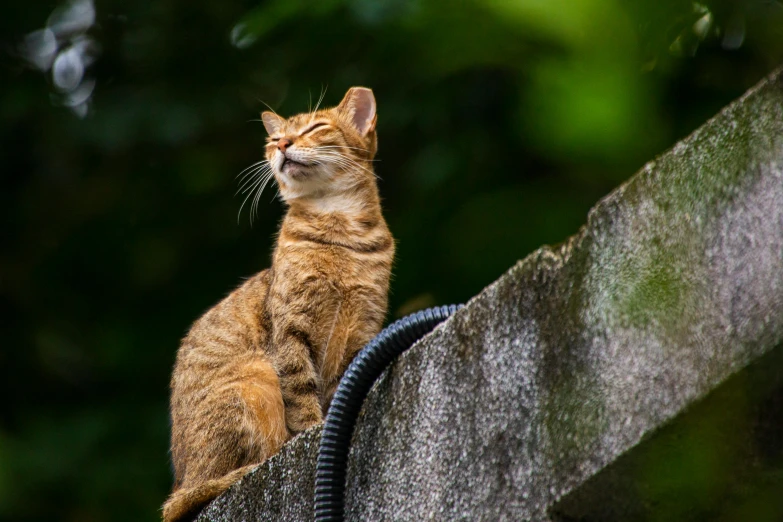 a cat that is sitting on top of a building