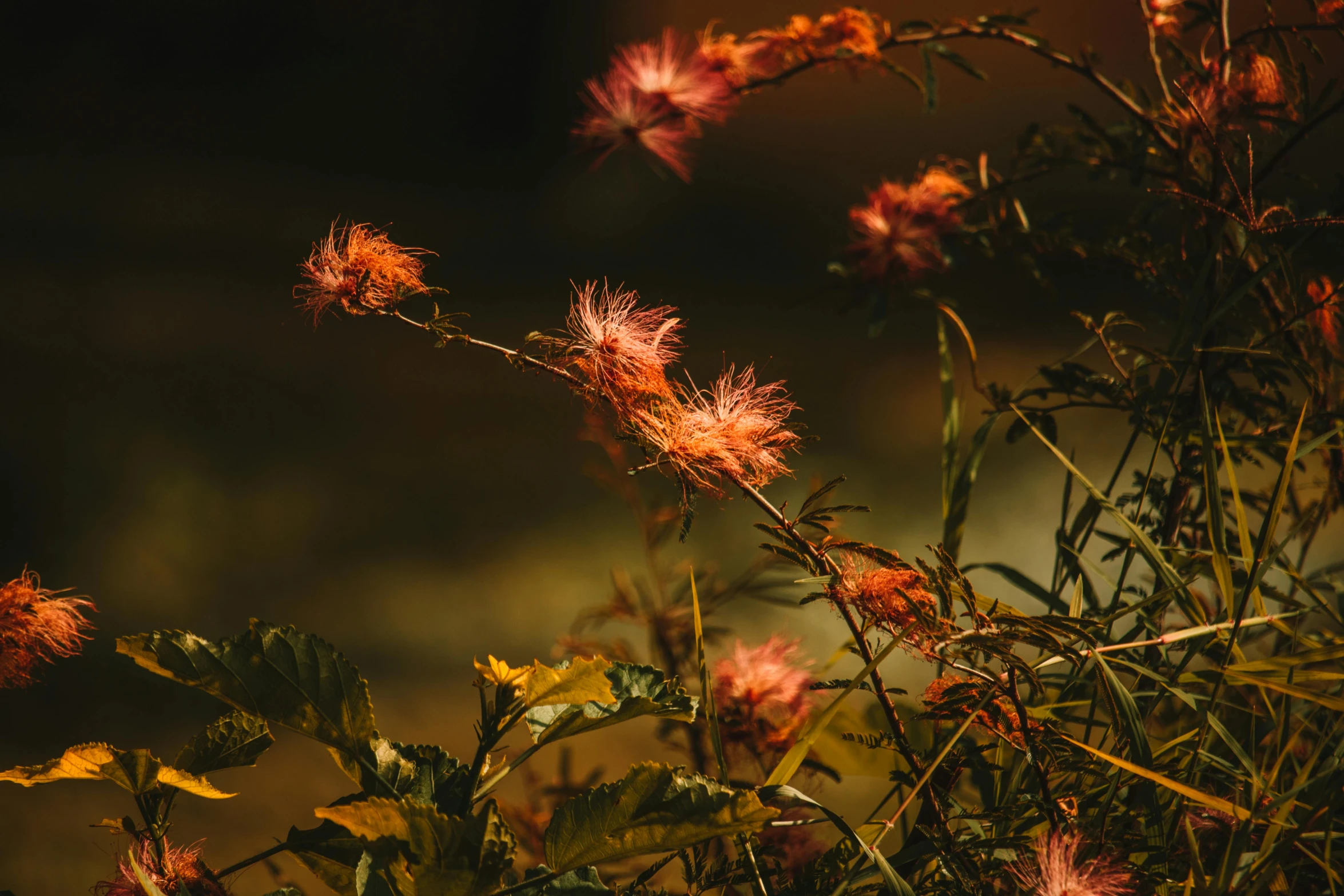 flowers are in full bloom and are starting to wilt