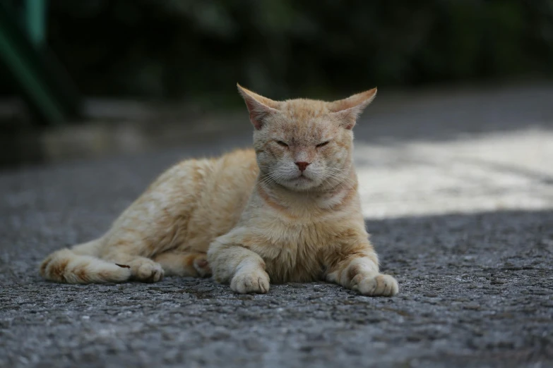 a cat laying down on a road looking at the camera