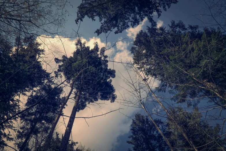 looking up into trees and clouds as they move through